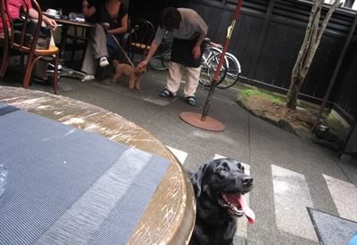 ワンコと入れる喫茶店もありました