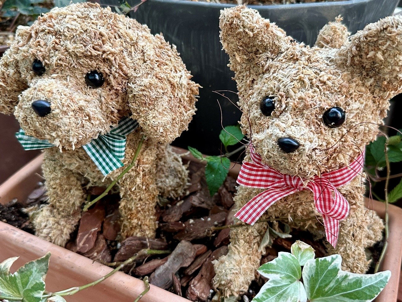 �R�����ʐ^